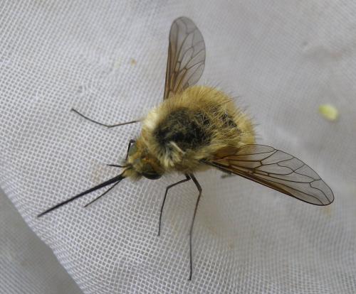 Réf. 101 884 : Bombylius sp.