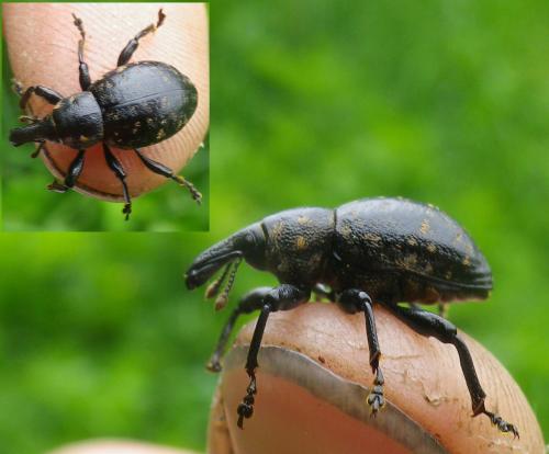 Liparus germanus