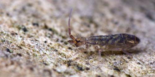 Réf. 101 654 : Orchesella quinquefasciata