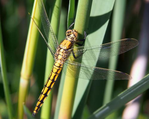 Orthetrum cancellatum
