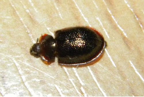 Thymalus limbatus