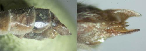 Tipula vernalis