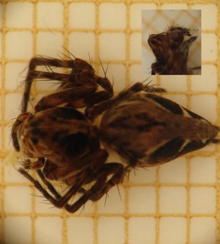 Réf. 101 400 : Oxyopes ramosus