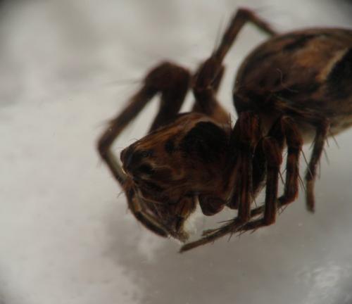 Réf. 101 512 : Oxyopes ramosus