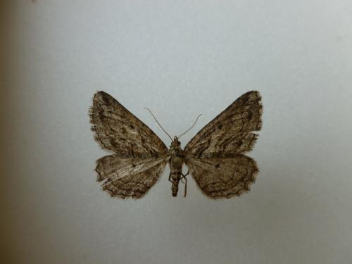 Sardocyrnia bastelicaria