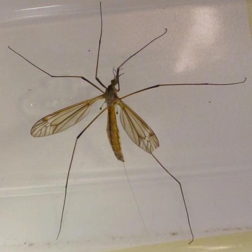 Tipula vernalis