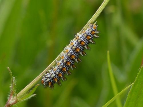 Melitaea didyma