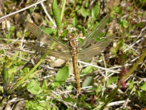 Orthetrum brunneum