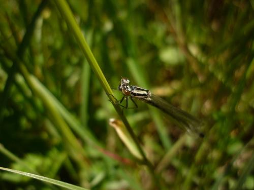 Réf. 101 896 : Coenagrion puella