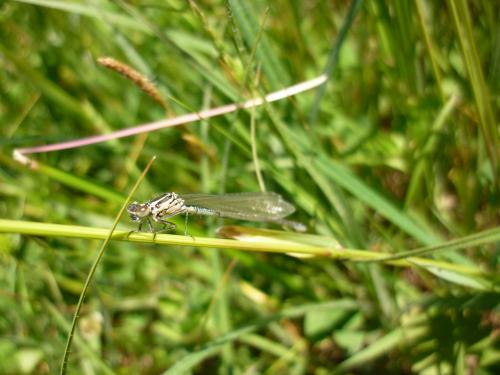 Coenagrion puella