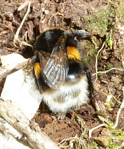 Bombus sp.