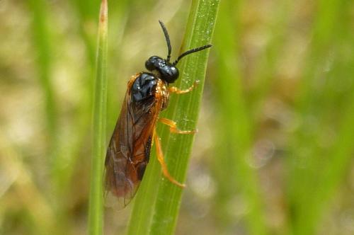 Selandria melanosterna