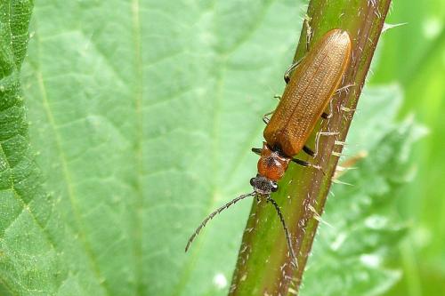 Réf. 101 365 : Denticollis linearis
