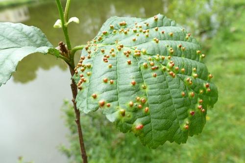 Eriophyes laevis