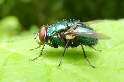 Lucilia sp.