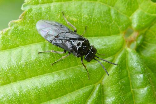 Blennocampinae