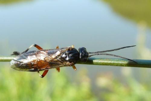 Réf. 101 698 : Nematus alniastri