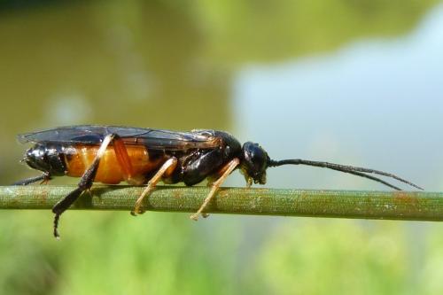 Réf. 101 694 : Nematus alniastri