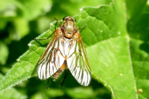 Rhagio tringarius