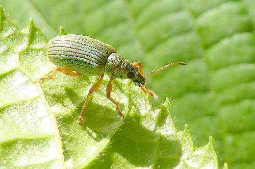 Réf. 101 760 : Polydrusus formosus