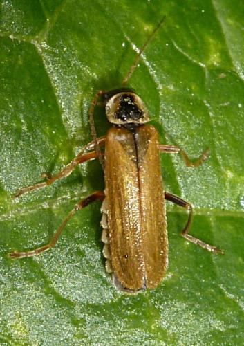 Cantharis decipiens
