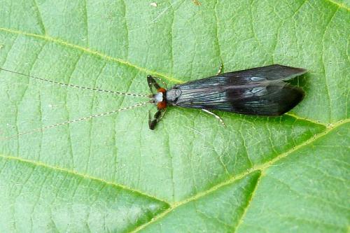 Réf. 101 763 : Mystacides azureus