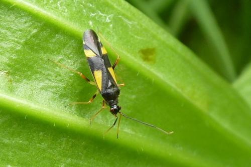 Dryophilocoris flavoquadrimaculatus