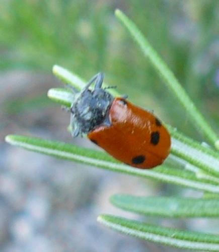 Lachnaia sp.