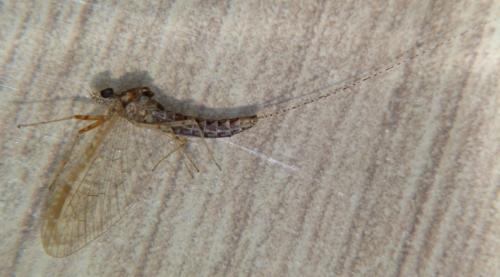 Cloeon dipterum