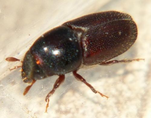 Scolytus intricatus