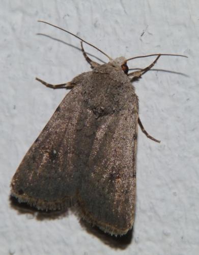 Caradrina sp.