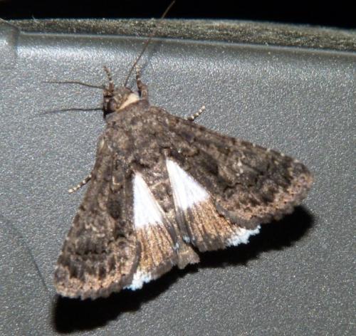 Aedia leucomelas