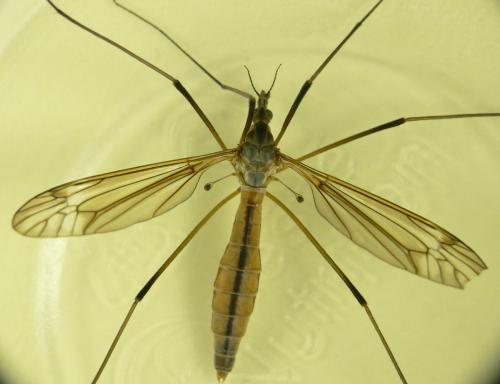 Tipula vernalis