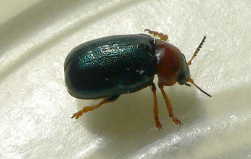 Réf. 101 082 : Smaragdina salicina