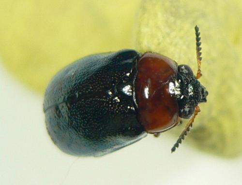 Réf. 101 083 : Smaragdina salicina