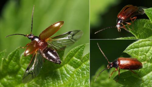 Réf. 101 017 : Gonodera luperus
