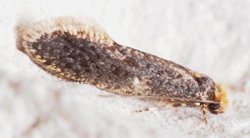 Réf. 101 028 : Monopis laevigella