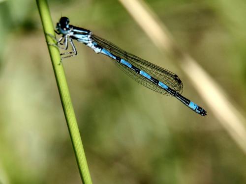 Réf. 101 551 : Coenagrion mercuriale