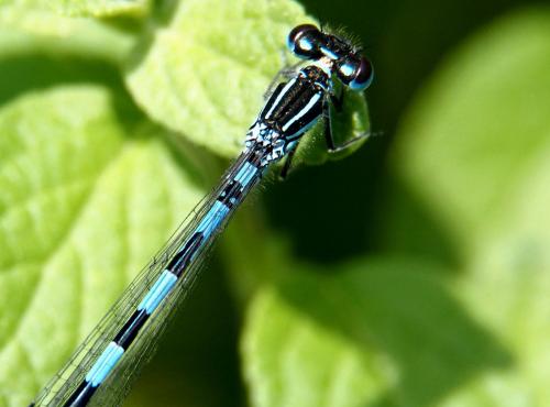 Réf. 101 550 : Coenagrion mercuriale