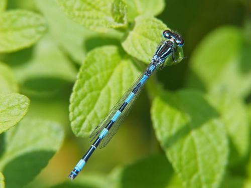 Réf. 101 052 : Coenagrion mercuriale