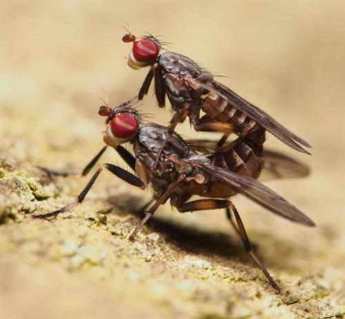 Pherbellia annulipes