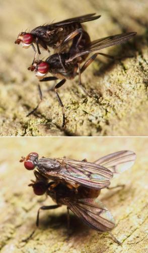 Pherbellia annulipes