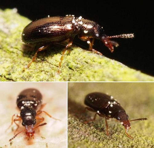 Réf. 101 543 : Salpingus planirostris