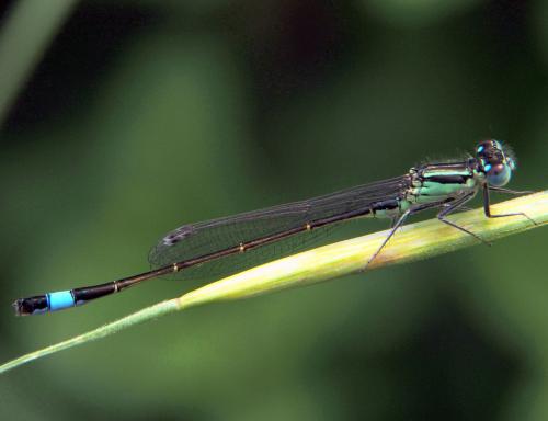 Ischnura elegans