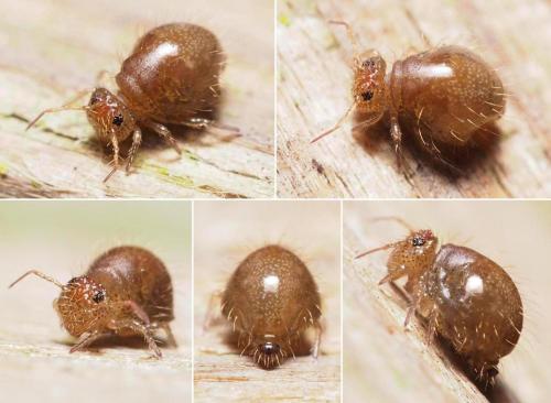 Allacma fusca pustulata