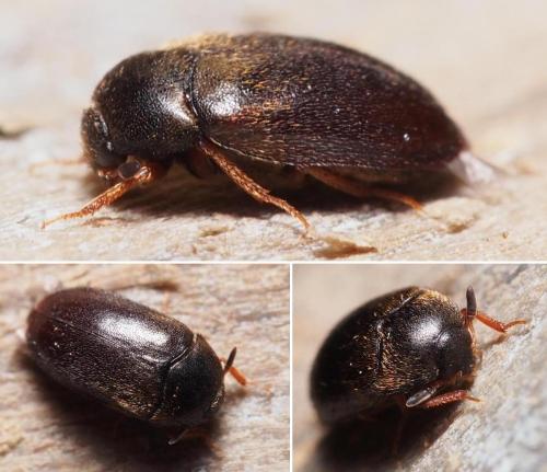 Attagenus unicolor