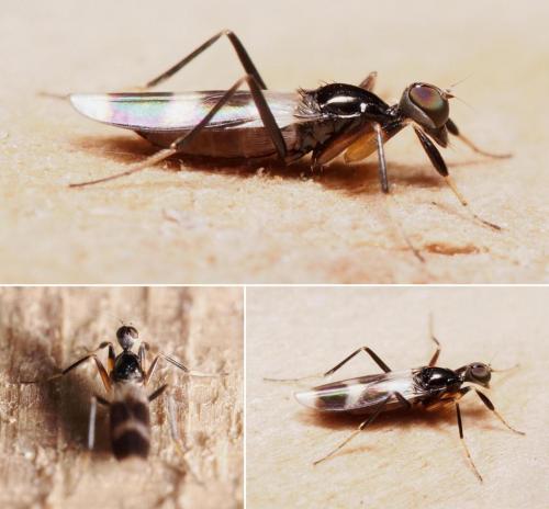 Tachydromia annulimana