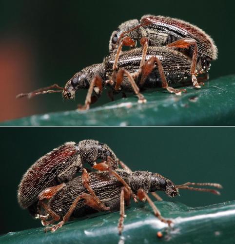 Réf. 101 602 : Phyllobius oblongus