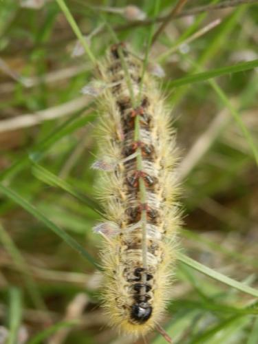 Réf. 101 356 : Rhyparia purpurata