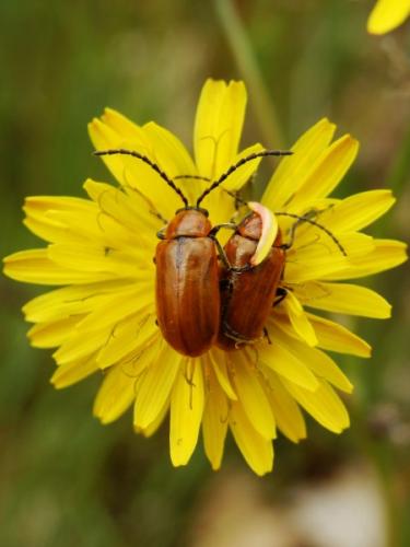 Réf. 101 892 : Exosoma lusitanicum
